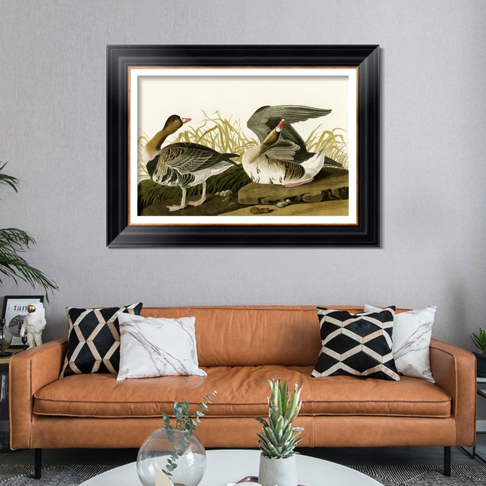 INVIN ART Framed Canvas Art Giclee Print White Fronted Goose by John James Audubon  Home Office Wall Art Decorations