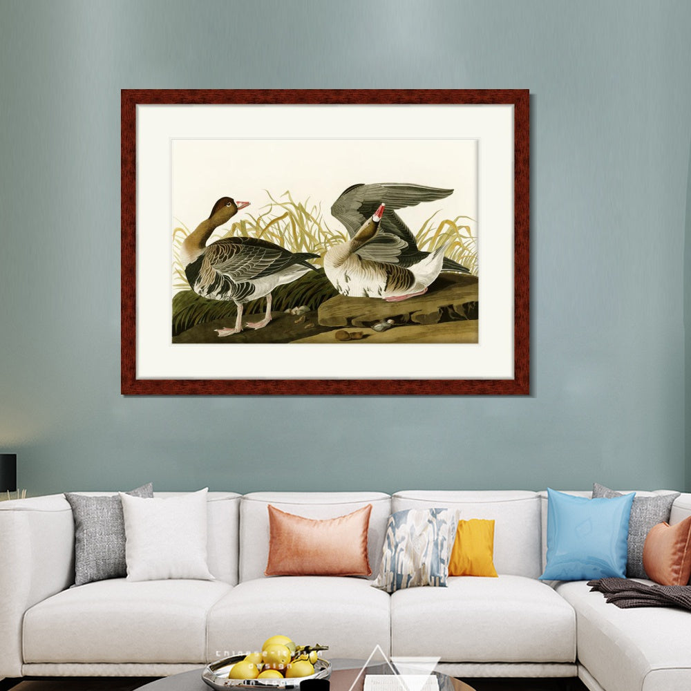 INVIN ART Framed Canvas Art Giclee Print White Fronted Goose by John James Audubon  Home Office Wall Art Decorations