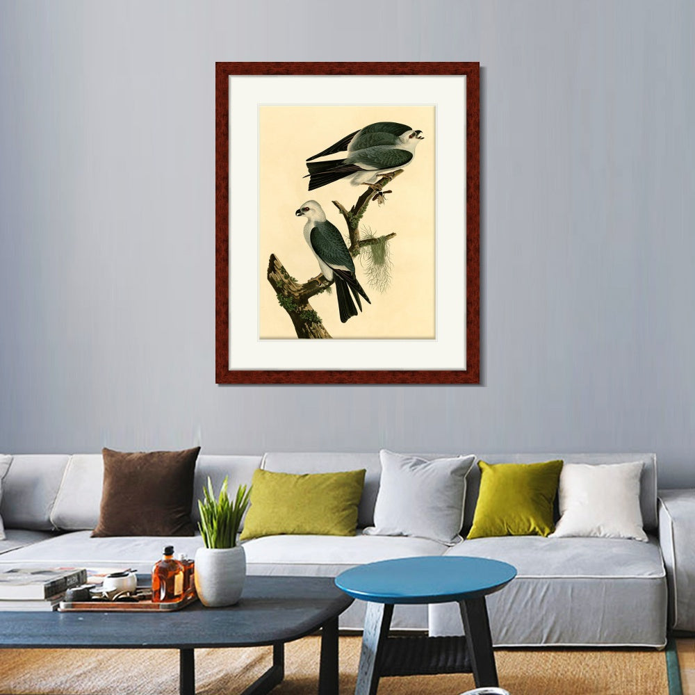 INVIN ART Framed Canvas Art Giclee Print Mississippi Kite by John James Audubon Living Room Home Office Wall Art Decorations