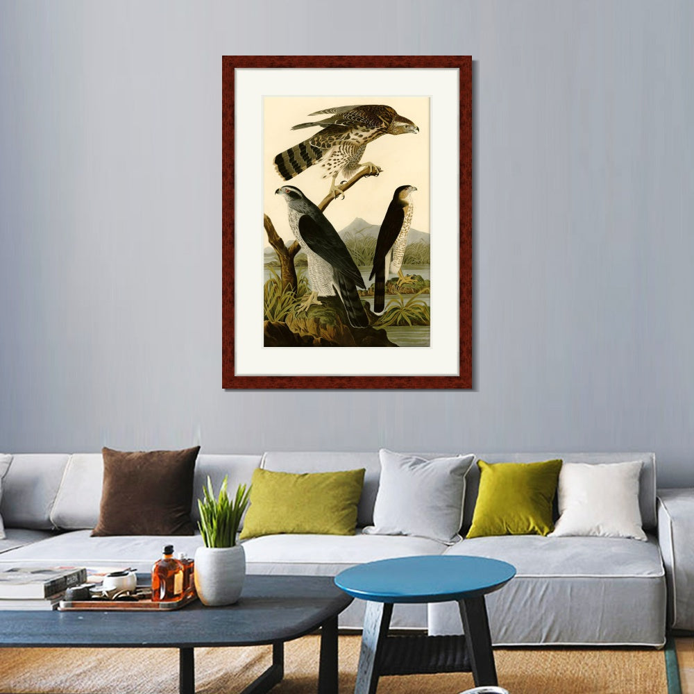 INVIN ART Framed Canvas Art Giclee Print Stanley Hawk by John James Audubon  Home Office Wall Art Decorations