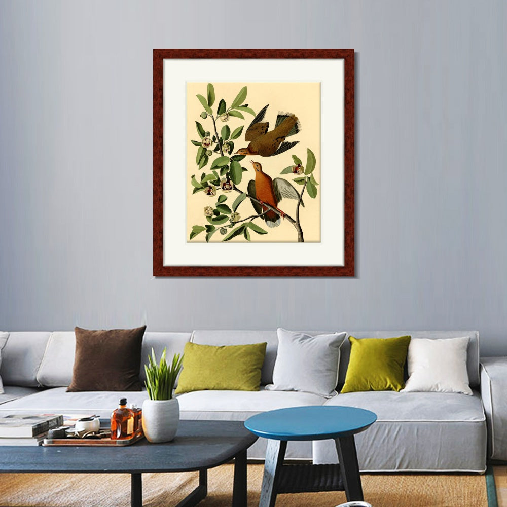INVIN ART Framed Canvas Art Giclee Print Zenaida Dove by John James Audubon  Home Office Wall Art Decorations