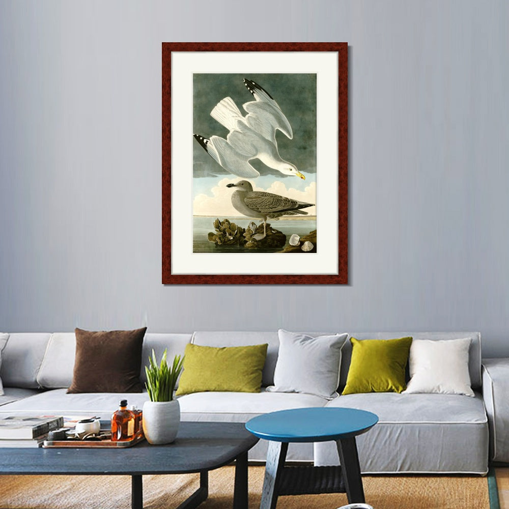 INVIN ART Framed Canvas Art Giclee Print Herring Gull by John James Audubon  Home Office Wall Art Decorations