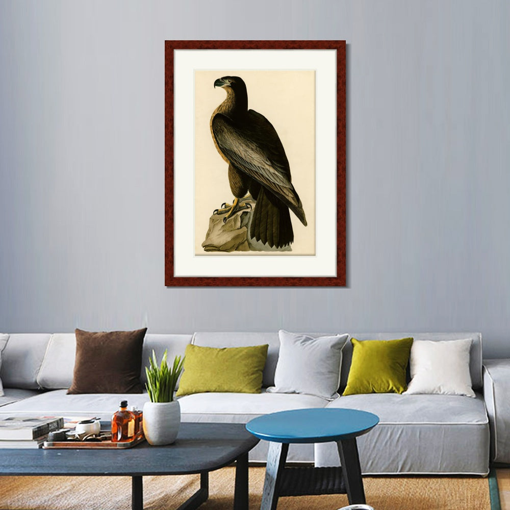 INVIN ART Framed Canvas Art Giclee Print Bird of Washington by John James Audubon  Home Office Wall Art Decorations