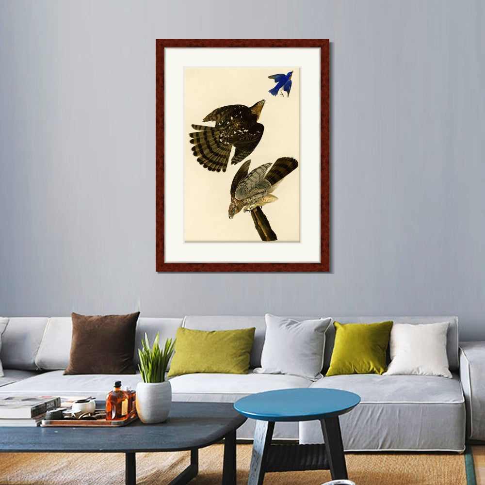 INVIN ART Framed Canvas Art Giclee Print Stanley Hawk#45 by John James Audubon  Home Office Wall Art Decorations