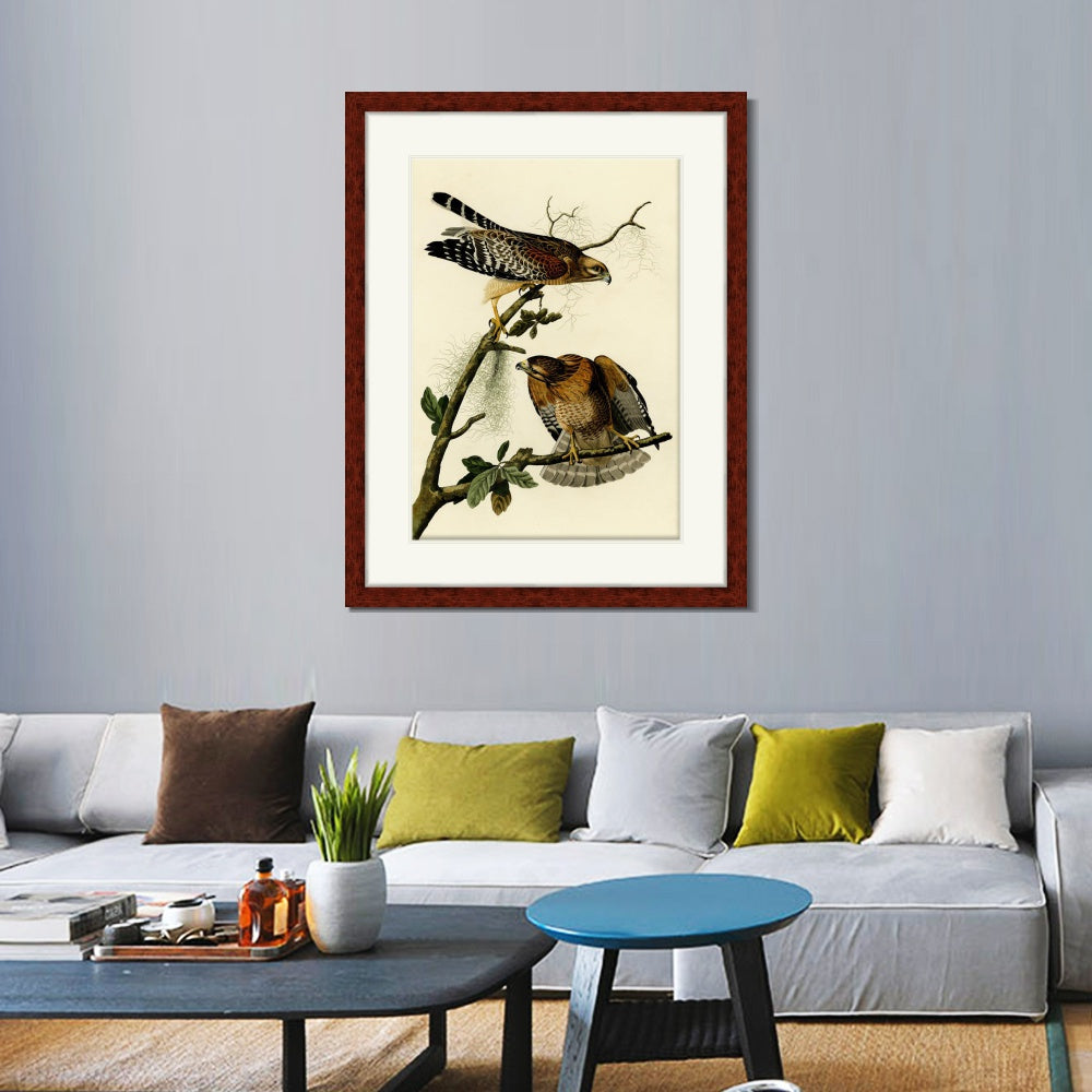 INVIN ART Framed Canvas Art Giclee Print Red Shouldered Hawk by John James Audubon  Home Office Wall Art Decorations