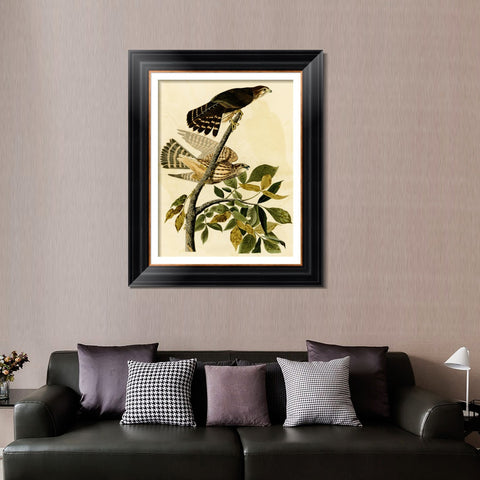 INVIN ART Framed Canvas Art Giclee Print Pigeon Hawk by John James Audubon Living Room Home Office Wall Art Decorations