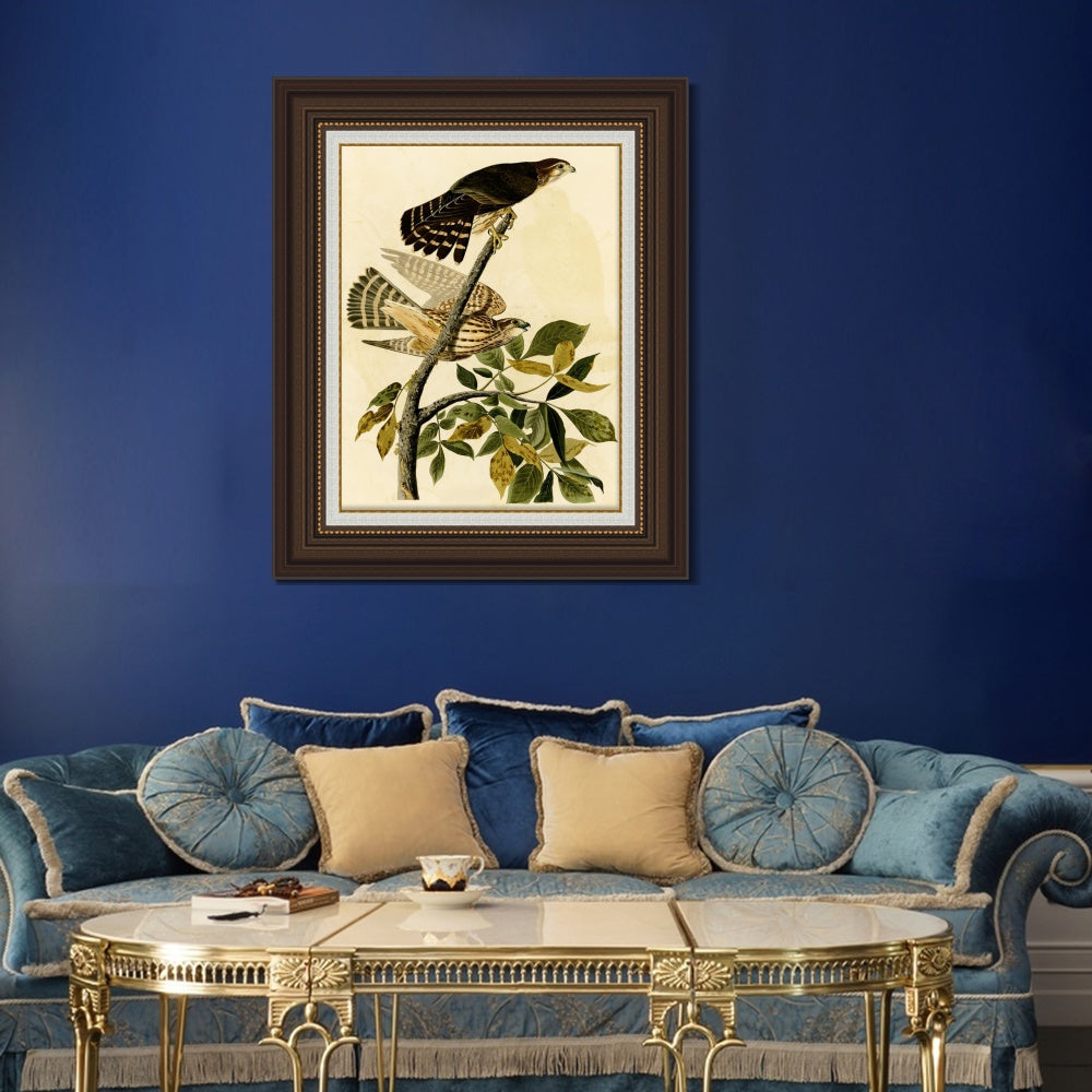 INVIN ART Framed Canvas Art Giclee Print Pigeon Hawk by John James Audubon  Home Office Wall Art Decorations