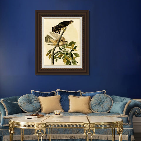 INVIN ART Framed Canvas Art Giclee Print Pigeon Hawk by John James Audubon Living Room Home Office Wall Art Decorations