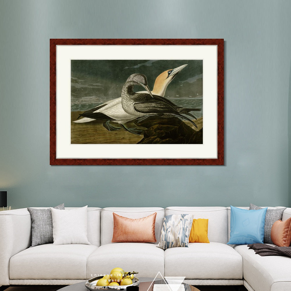 INVIN ART Framed Canvas Art Giclee Print Gannet by John James Audubon  Home Office Wall Art Decorations