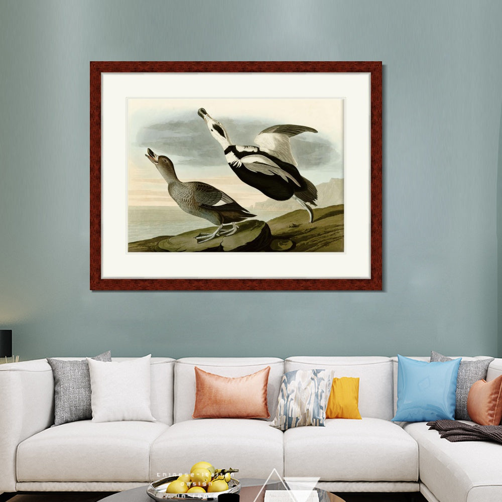 INVIN ART Framed Canvas Art Giclee Print Pied Duck Jay by John James Audubon  Home Office Wall Art Decorations