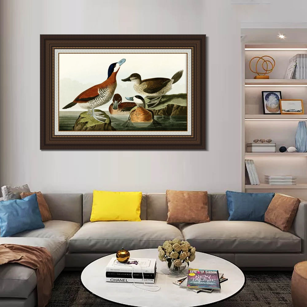 INVIN ART Framed Canvas Art Giclee Print Ruddy Duck by John James Audubon  Home Office Wall Art Decorations