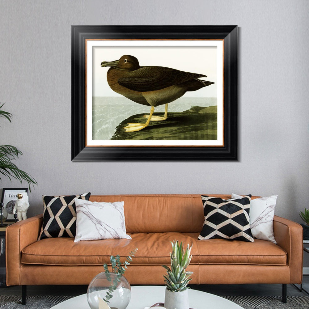 INVIN ART Framed Canvas Art Giclee Print Dusky Albatros by John James Audubon  Home Office Wall Art Decorations