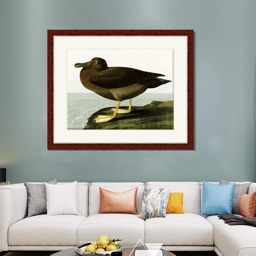 INVIN ART Framed Canvas Art Giclee Print Dusky Albatros by John James Audubon  Home Office Wall Art Decorations