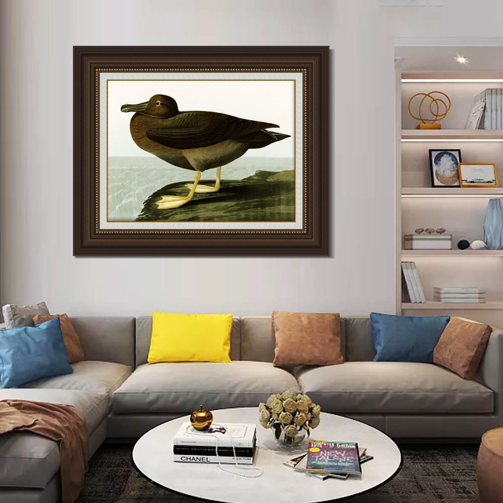 INVIN ART Framed Canvas Art Giclee Print Dusky Albatros by John James Audubon  Home Office Wall Art Decorations