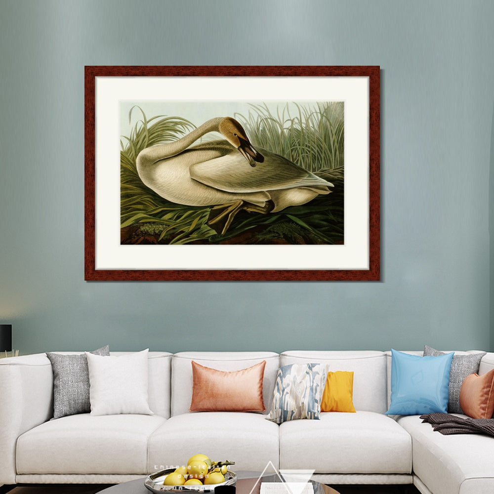INVIN ART Framed Canvas Art Giclee Print Trumpeter Swan by John James Audubon  Home Office Wall Art Decorations