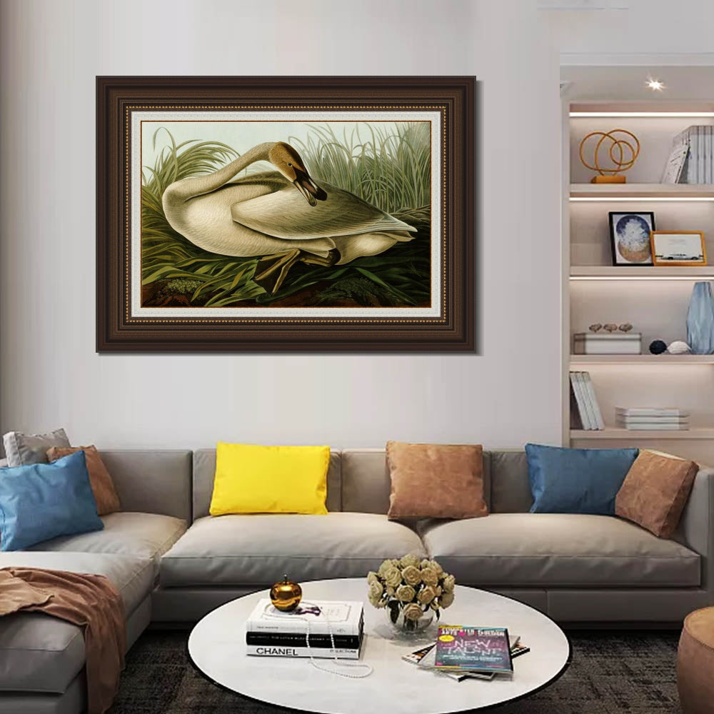 INVIN ART Framed Canvas Art Giclee Print Trumpeter Swan by John James Audubon  Home Office Wall Art Decorations