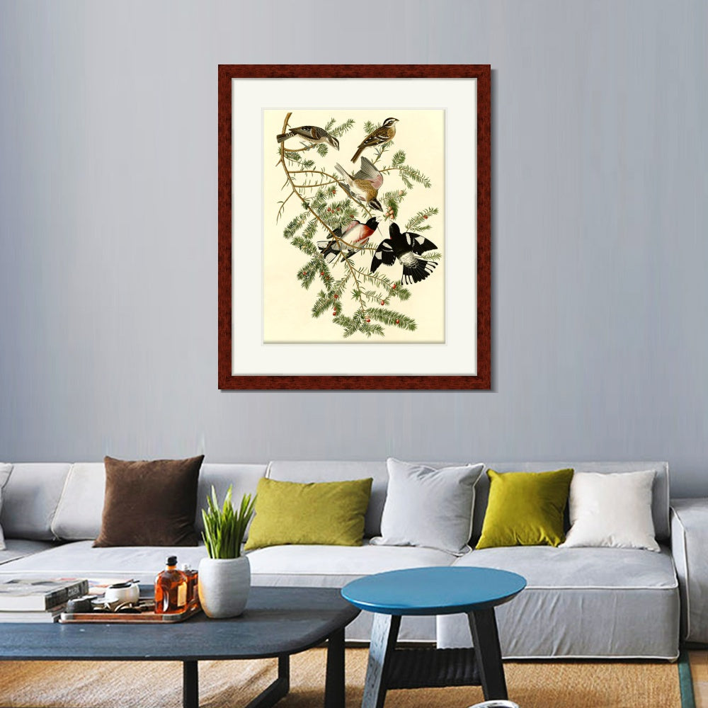 INVIN ART Framed Canvas Art Giclee Print Rose Breasted Grosbeak by John James Audubon  Home Office Wall Art Decorations