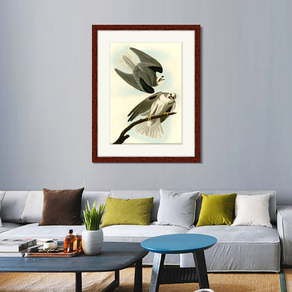 INVIN ART Framed Canvas Art Giclee Print Black Winged Hawk by John James Audubon  Home Office Wall Art Decorations
