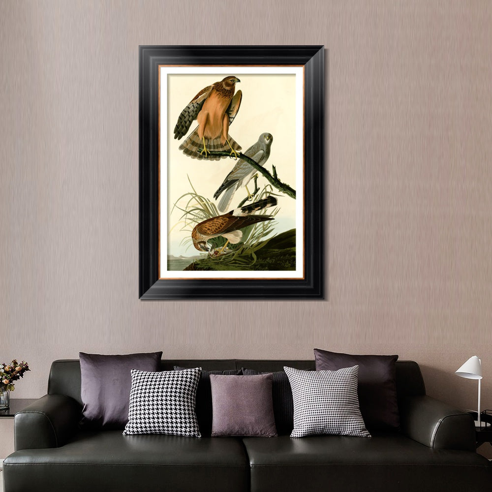 INVIN ART Framed Canvas Art Giclee Print Marsh Hawk by John James Audubon  Home Office Wall Art Decorations
