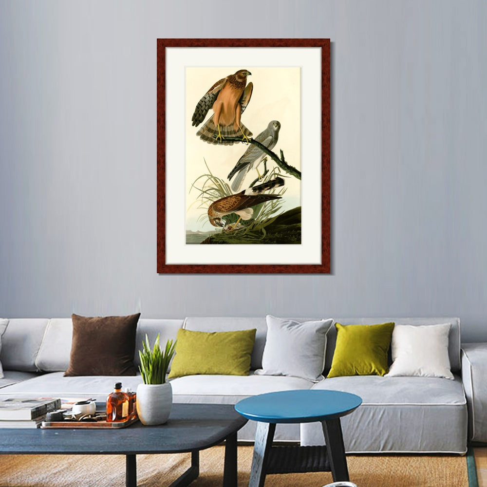 INVIN ART Framed Canvas Art Giclee Print Marsh Hawk by John James Audubon  Home Office Wall Art Decorations