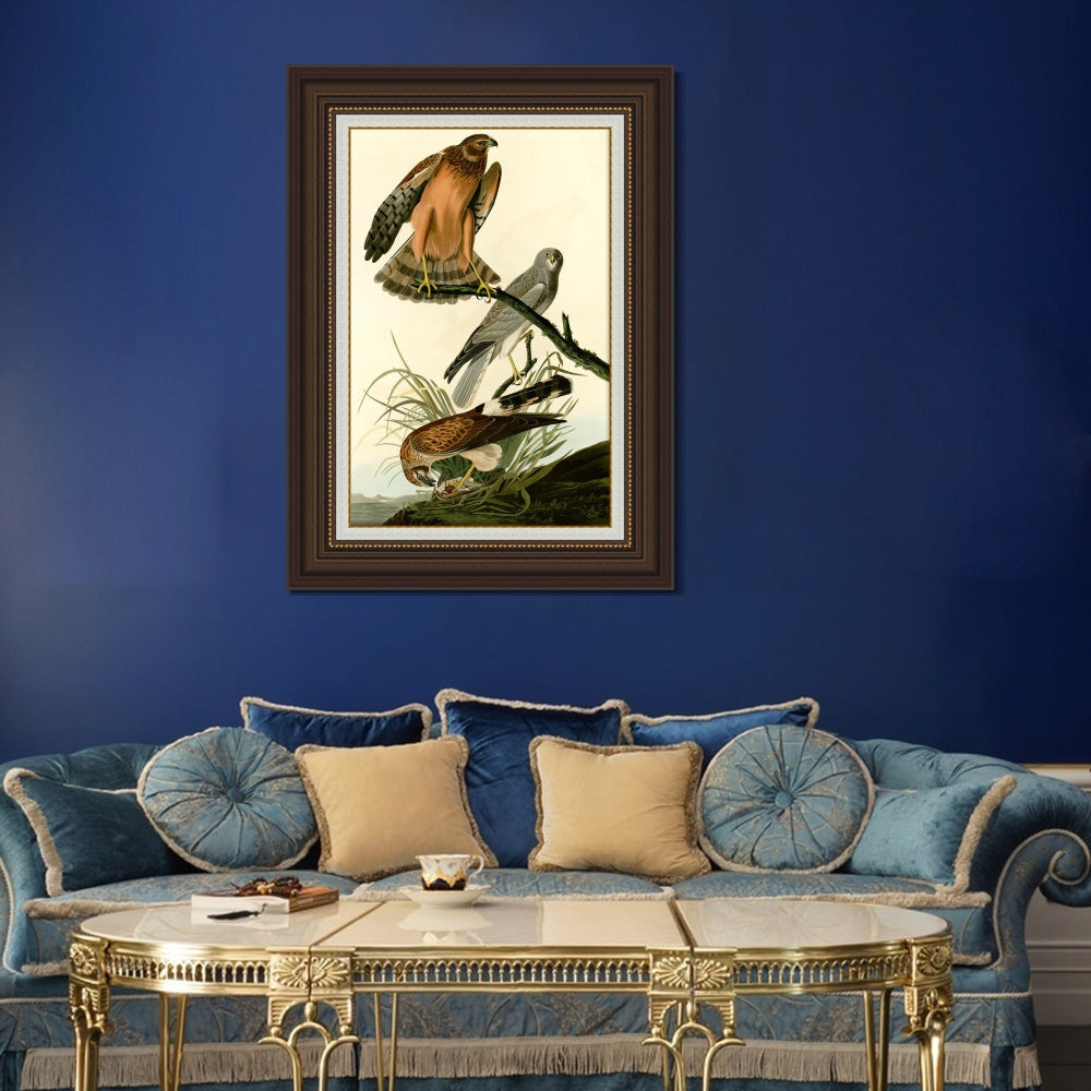 INVIN ART Framed Canvas Art Giclee Print Marsh Hawk by John James Audubon  Home Office Wall Art Decorations