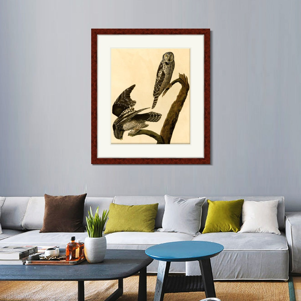 INVIN ART Framed Canvas Art Giclee Print Hawk Owl by John James Audubon  Home Office Wall Art Decorations