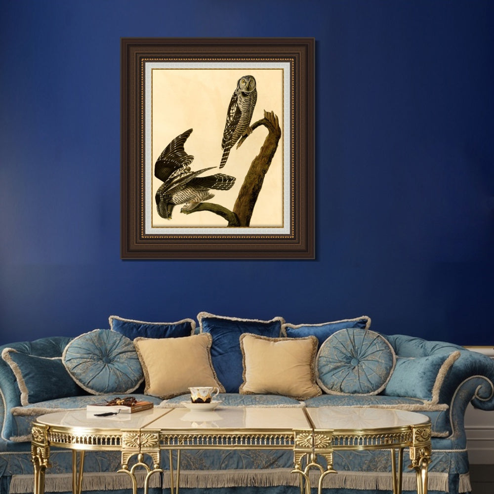 INVIN ART Framed Canvas Art Giclee Print Hawk Owl by John James Audubon  Home Office Wall Art Decorations
