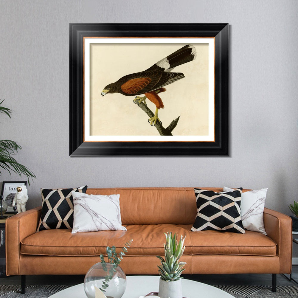 INVIN ART Framed Canvas Art Giclee Print Louisiana Hawk by John James Audubon  Home Office Wall Art Decorations