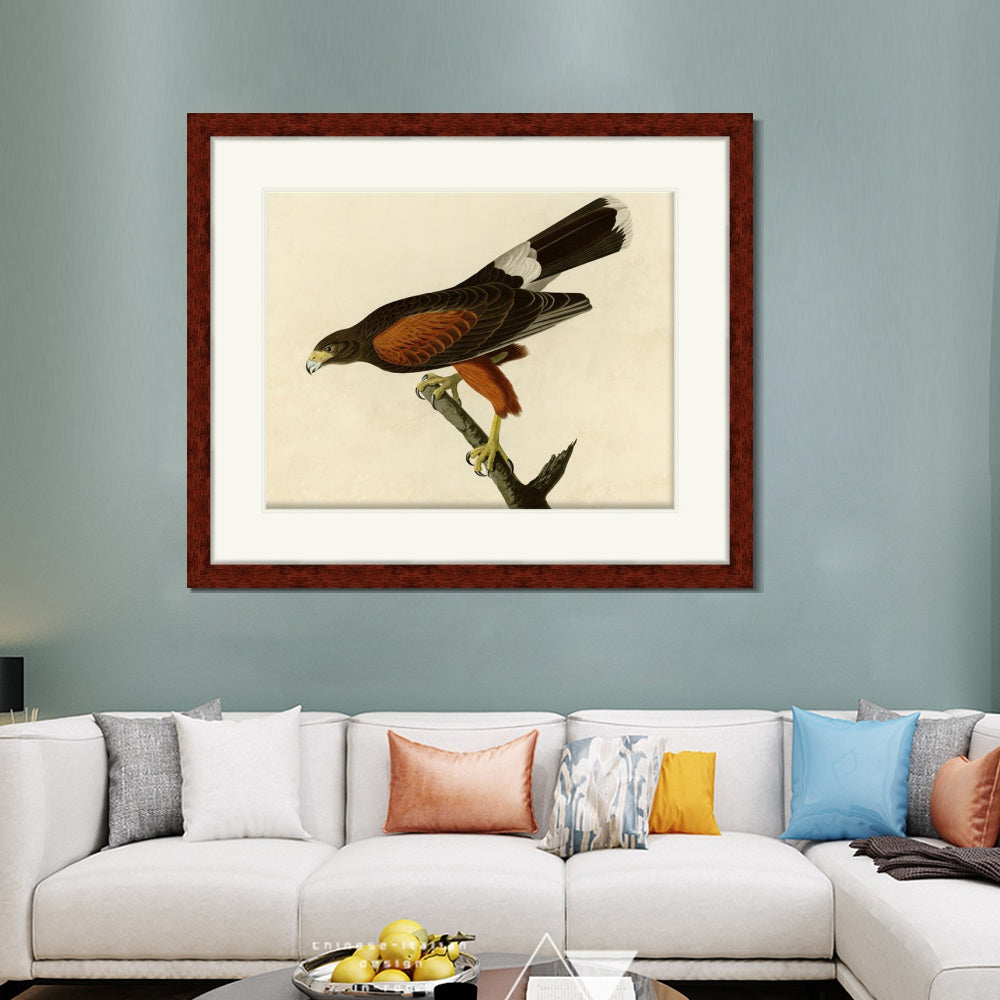 INVIN ART Framed Canvas Art Giclee Print Louisiana Hawk by John James Audubon  Home Office Wall Art Decorations