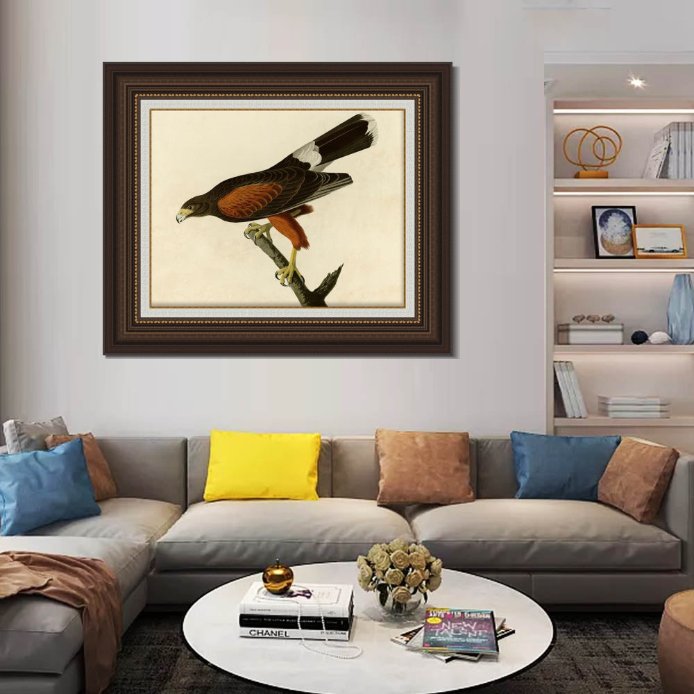 INVIN ART Framed Canvas Art Giclee Print Louisiana Hawk by John James Audubon  Home Office Wall Art Decorations