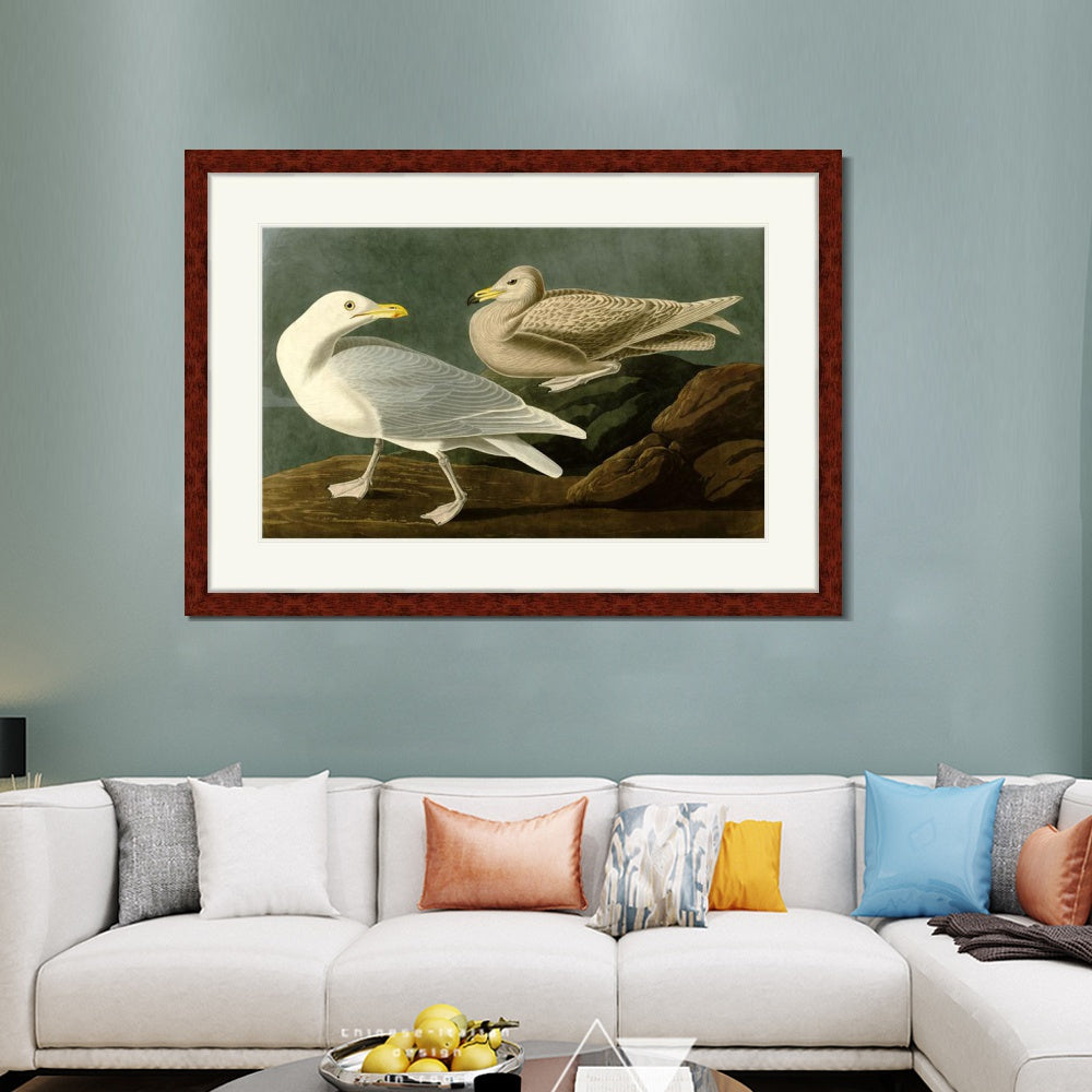 INVIN ART Framed Canvas Art Giclee Print Burgomaster Gull by John James Audubon  Home Office Wall Art Decorations