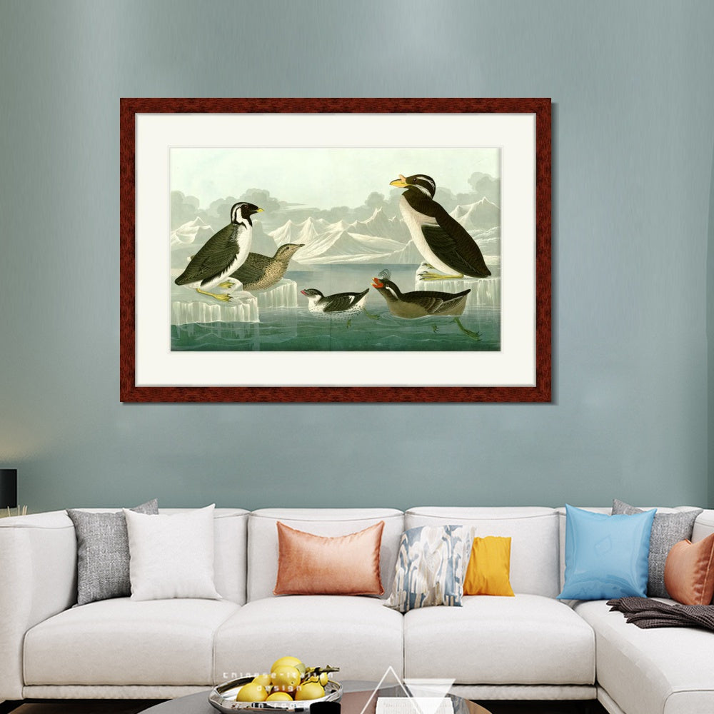 INVIN ART Framed Canvas Art Giclee Print Nobbed billed Auk by John James Audubon  Home Office Wall Art Decorations