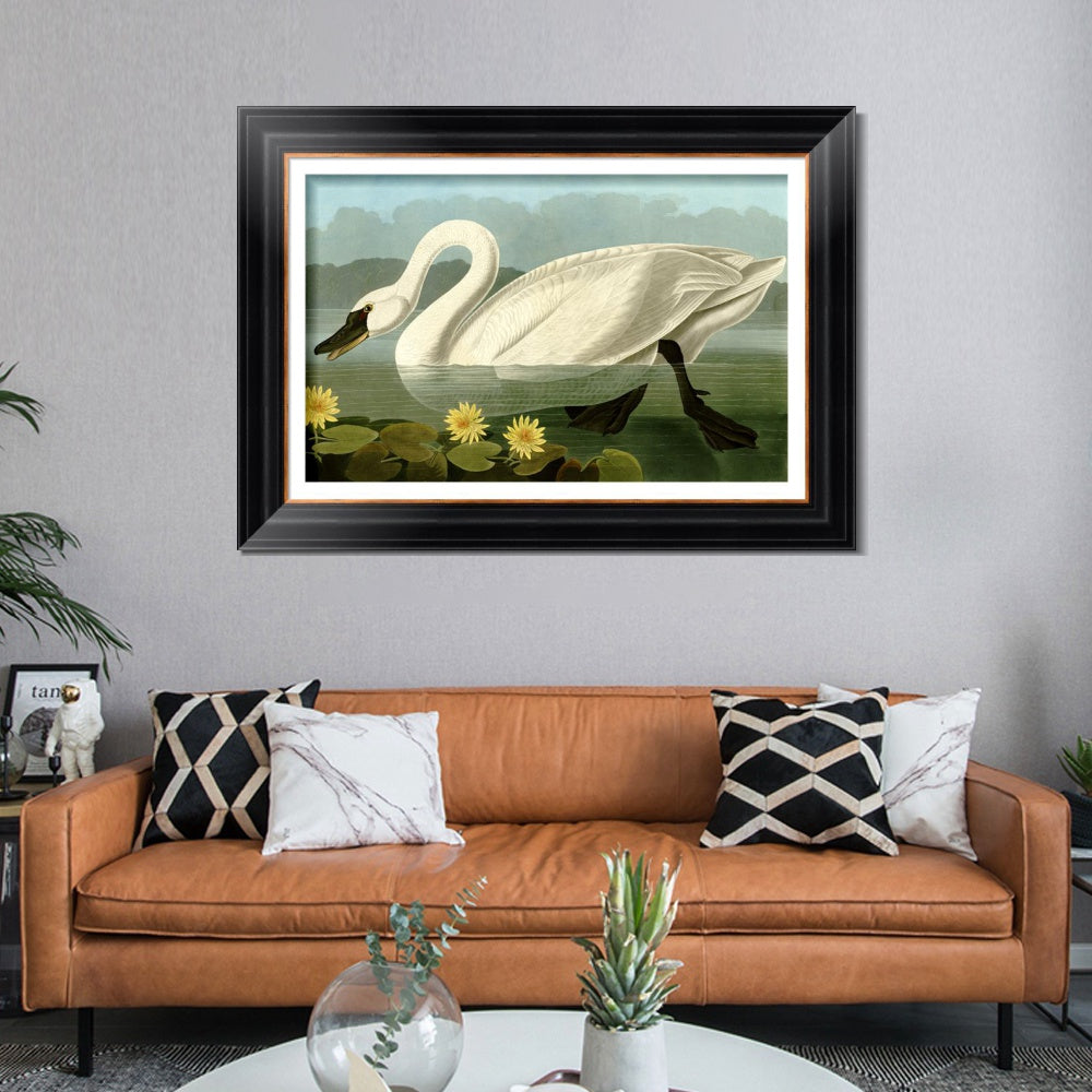 INVIN ART Framed Canvas Art Giclee Print Common American Swan by John James Audubon  Home Office Wall Art Decorations