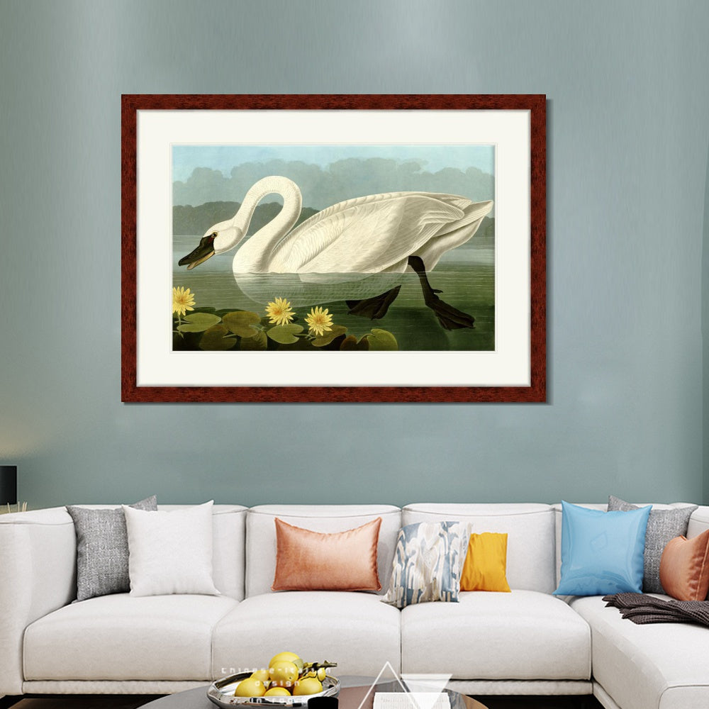 INVIN ART Framed Canvas Art Giclee Print Common American Swan by John James Audubon  Home Office Wall Art Decorations