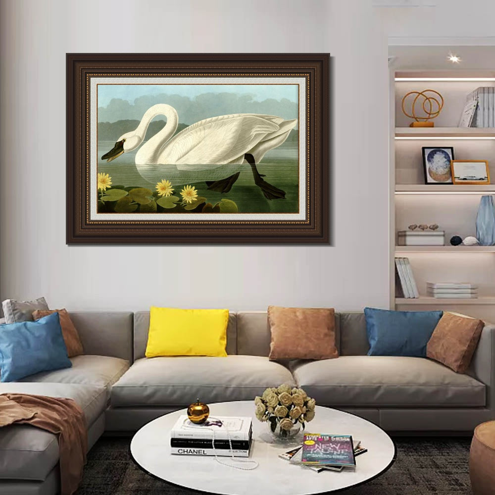 INVIN ART Framed Canvas Art Giclee Print Common American Swan by John James Audubon  Home Office Wall Art Decorations