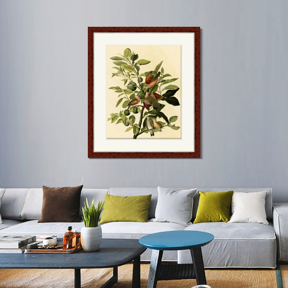 INVIN ART Framed Canvas Art Giclee Print Ground Dove by John James Audubon  Home Office Wall Art Decorations