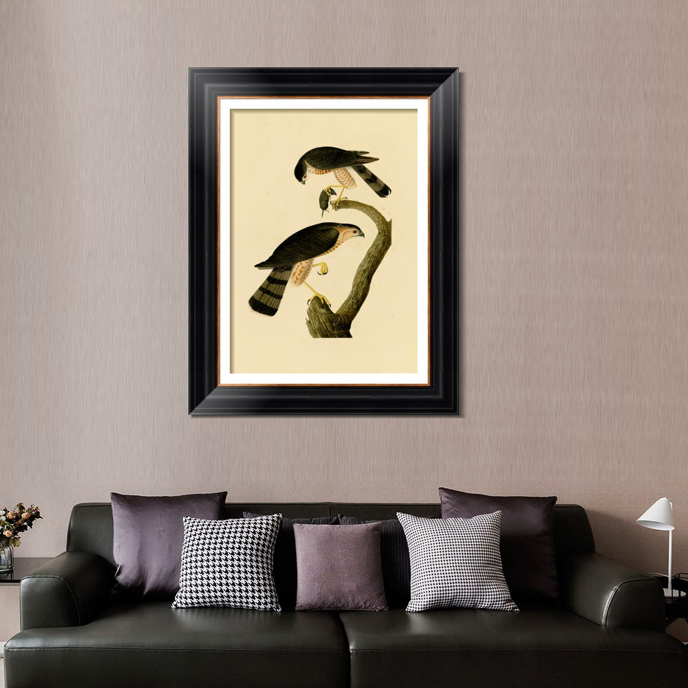 INVIN ART Framed Canvas Art Giclee Print Sharp shinned Hawk by John James Audubon  Home Office Wall Art Decorations