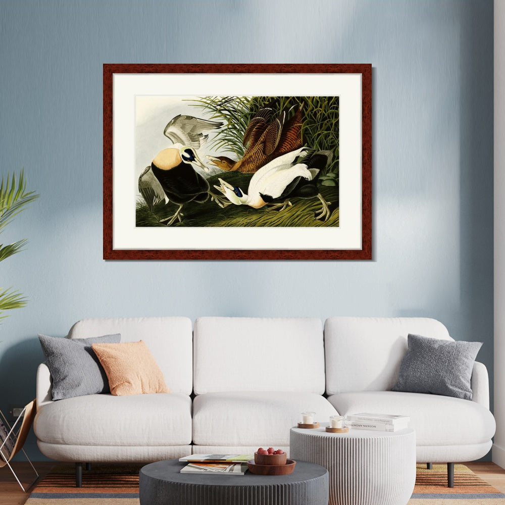INVIN ART Framed Canvas Art Giclee Print Eider Duck by John James Audubon  Home Office Wall Art Decorations