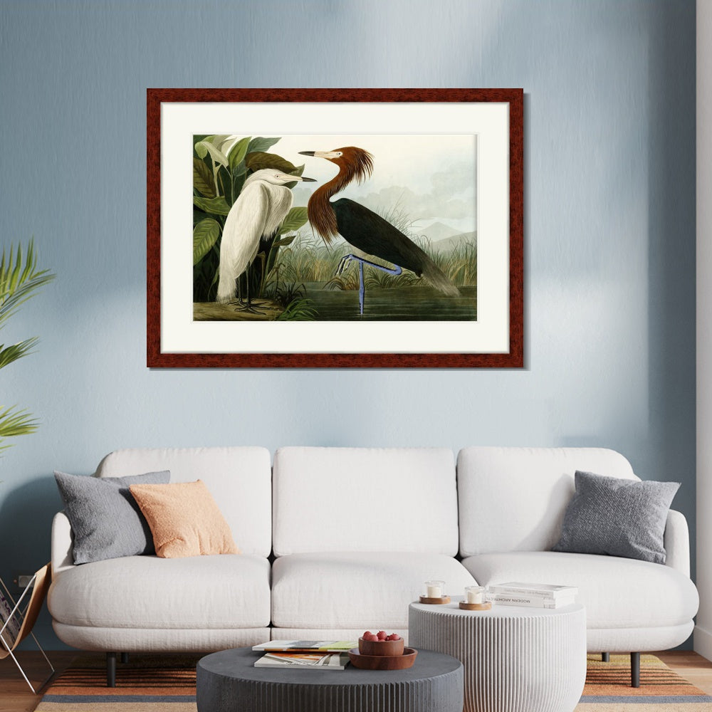 INVIN ART Framed Canvas Art Giclee Print Eider Duck by John James Audubon Wall Art