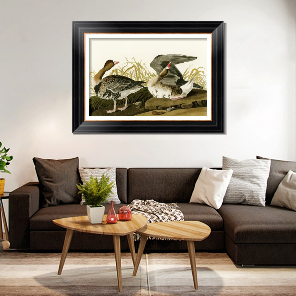 INVIN ART Framed Canvas Art Giclee Print White Fronted Goose by John James Audubon  Home Office Wall Art Decorations