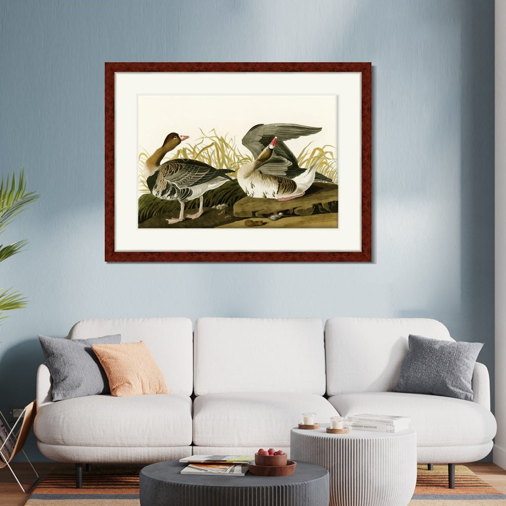 INVIN ART Framed Canvas Art Giclee Print White Fronted Goose by John James Audubon  Home Office Wall Art Decorations