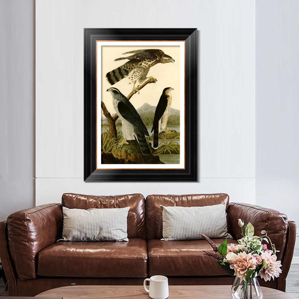 INVIN ART Framed Canvas Art Giclee Print Stanley Hawk by John James Audubon  Home Office Wall Art Decorations