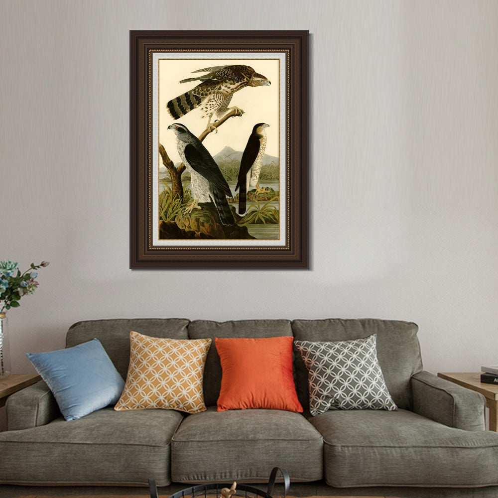 INVIN ART Framed Canvas Art Giclee Print Stanley Hawk by John James Audubon  Home Office Wall Art Decorations