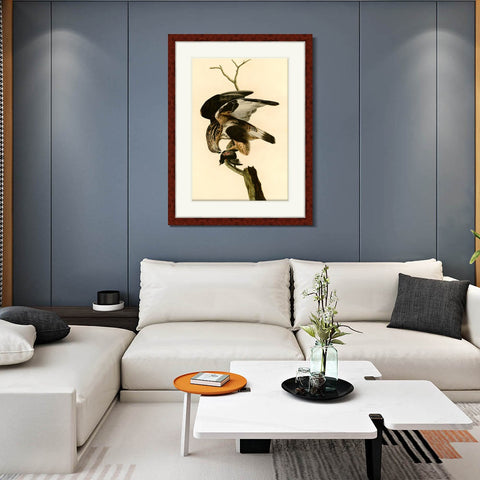 INVIN ART Framed Canvas Art Giclee Print Rough Legged Falcon by John James Audubon Living Room Home Office Wall Art Decorations