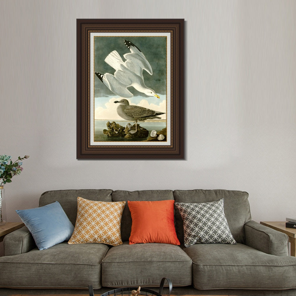 INVIN ART Framed Canvas Art Giclee Print Herring Gull by John James Audubon  Home Office Wall Art Decorations