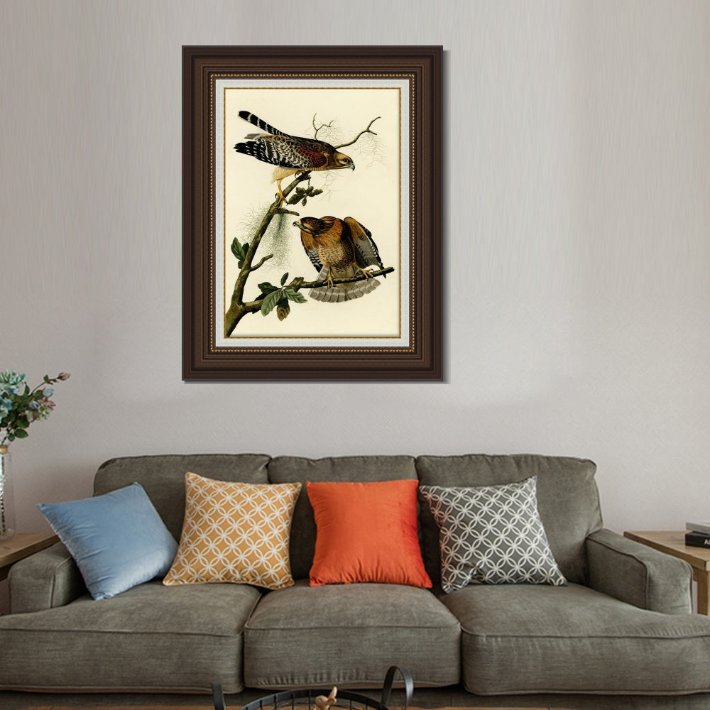 INVIN ART Framed Canvas Art Giclee Print Red Shouldered Hawk by John James Audubon  Home Office Wall Art Decorations