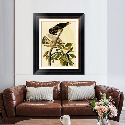 INVIN ART Framed Canvas Art Giclee Print Pigeon Hawk by John James Audubon Living Room Home Office Wall Art Decorations