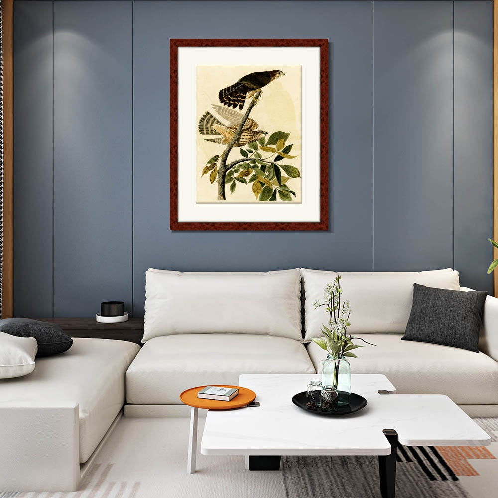 INVIN ART Framed Canvas Art Giclee Print Pigeon Hawk by John James Audubon  Home Office Wall Art Decorations