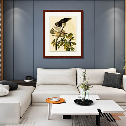 INVIN ART Framed Canvas Art Giclee Print Pigeon Hawk by John James Audubon Living Room Home Office Wall Art Decorations
