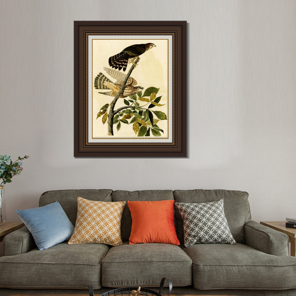 INVIN ART Framed Canvas Art Giclee Print Pigeon Hawk by John James Audubon  Home Office Wall Art Decorations